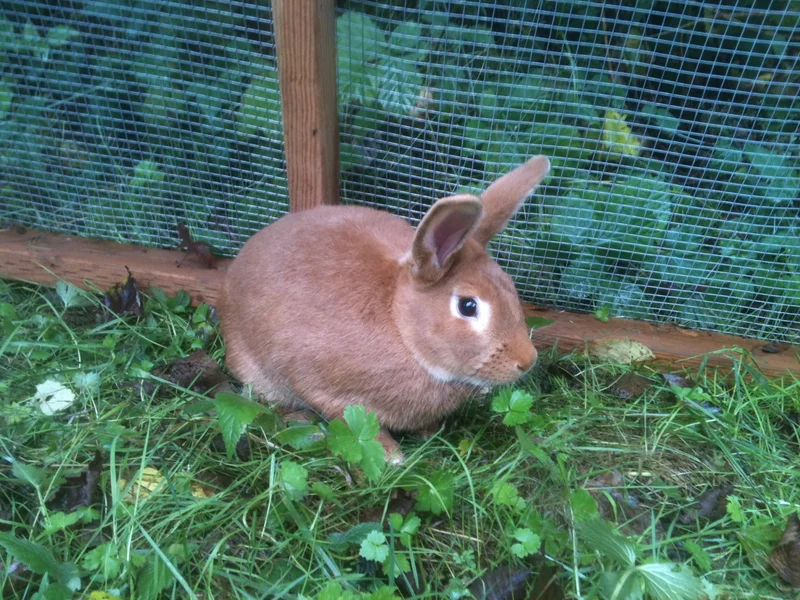 Rabbits Are the Foundation for Raising Animals Again